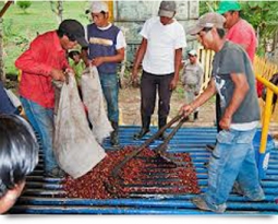 The Difference between Specialty and Commercial Coffee