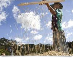 Why Sustainable Farming is Vital For the Coffee Industry